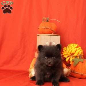 Ivan, Pomeranian Puppy
